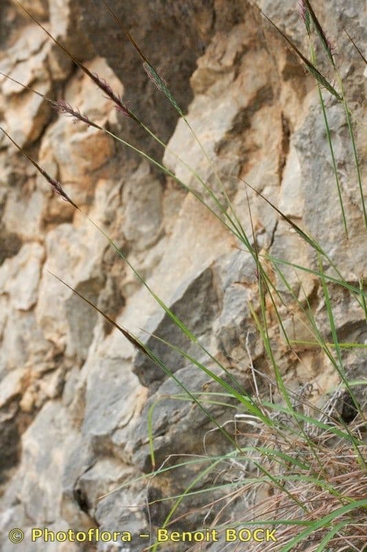 Heteropogon contortus displaying characteristic twisted seed heads