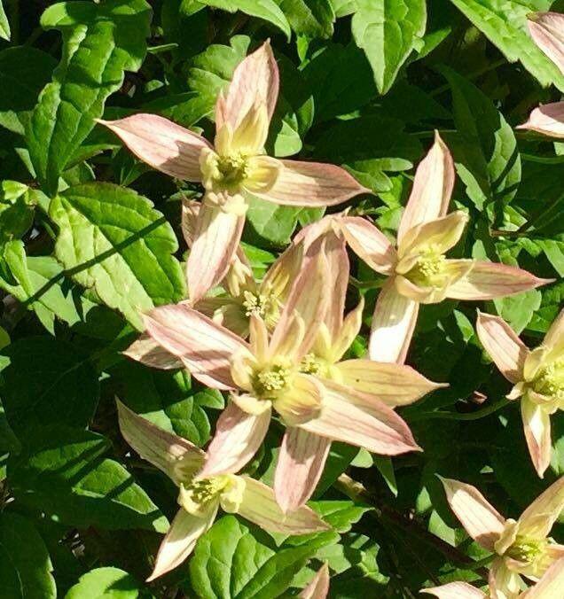Himalayan clematis in full bloom covering a wooden trellis in spring sunlight