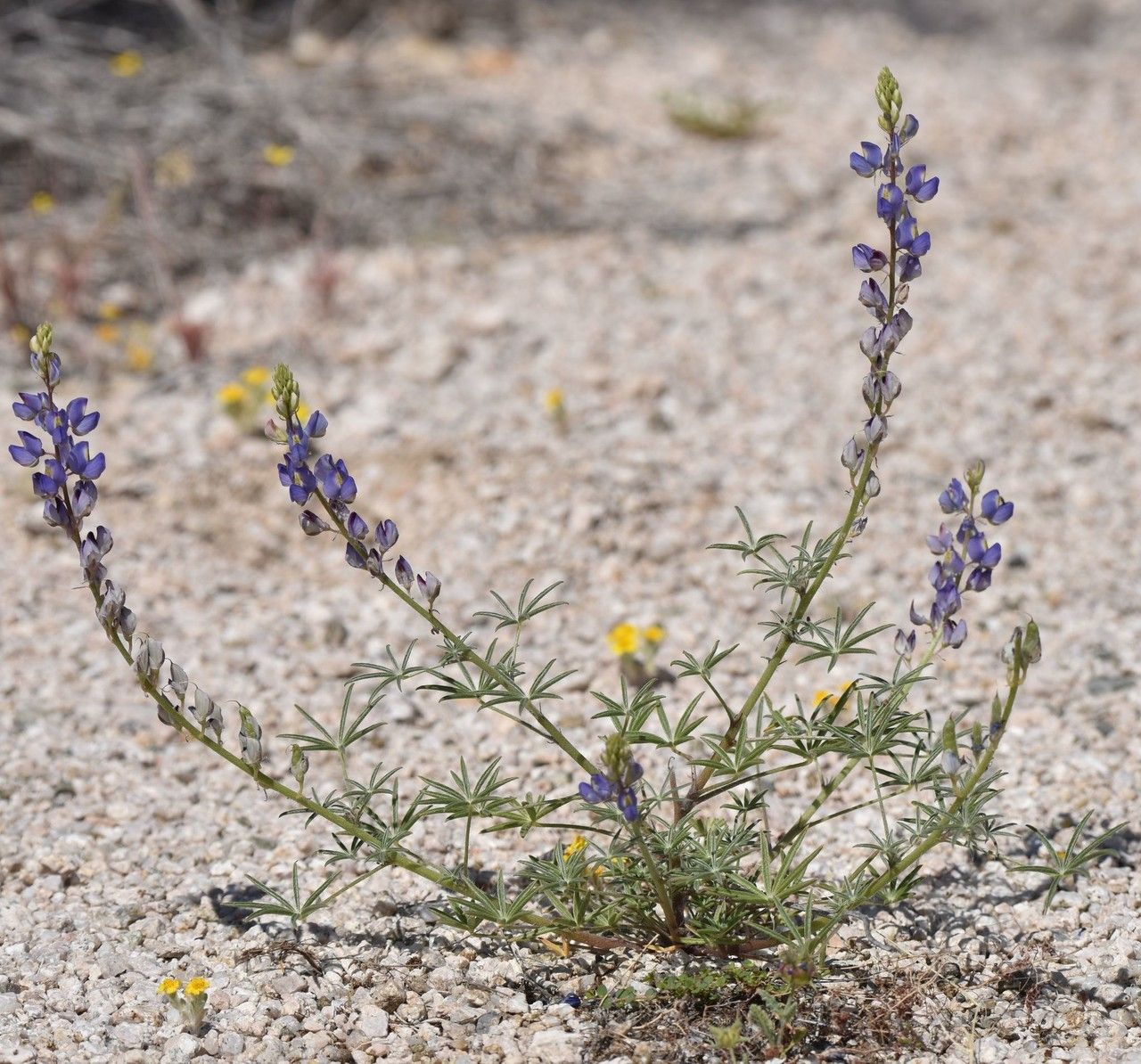 Fleurs de lupin de Coulter dans le paysage du desert