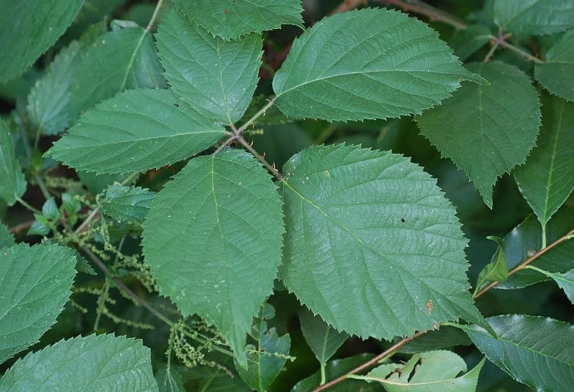 Schlectendals Brombeere mit charakteristischen behaarten Stielen und Laub