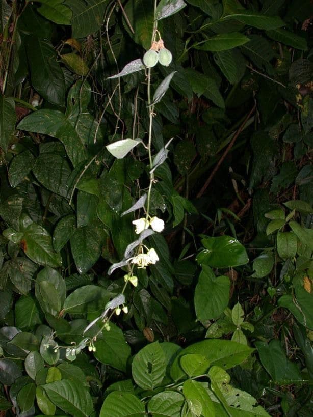 Two-flower passionflower with characteristic flower and fruit