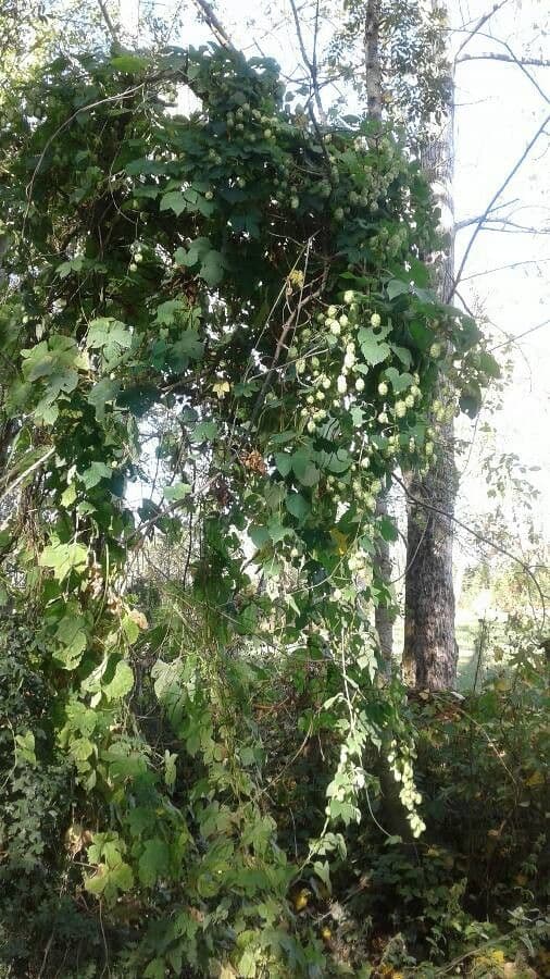 Humulus lupulus avec ses caracteristiques cones de houblon papyraces et feuilles cordifor profondement lobees