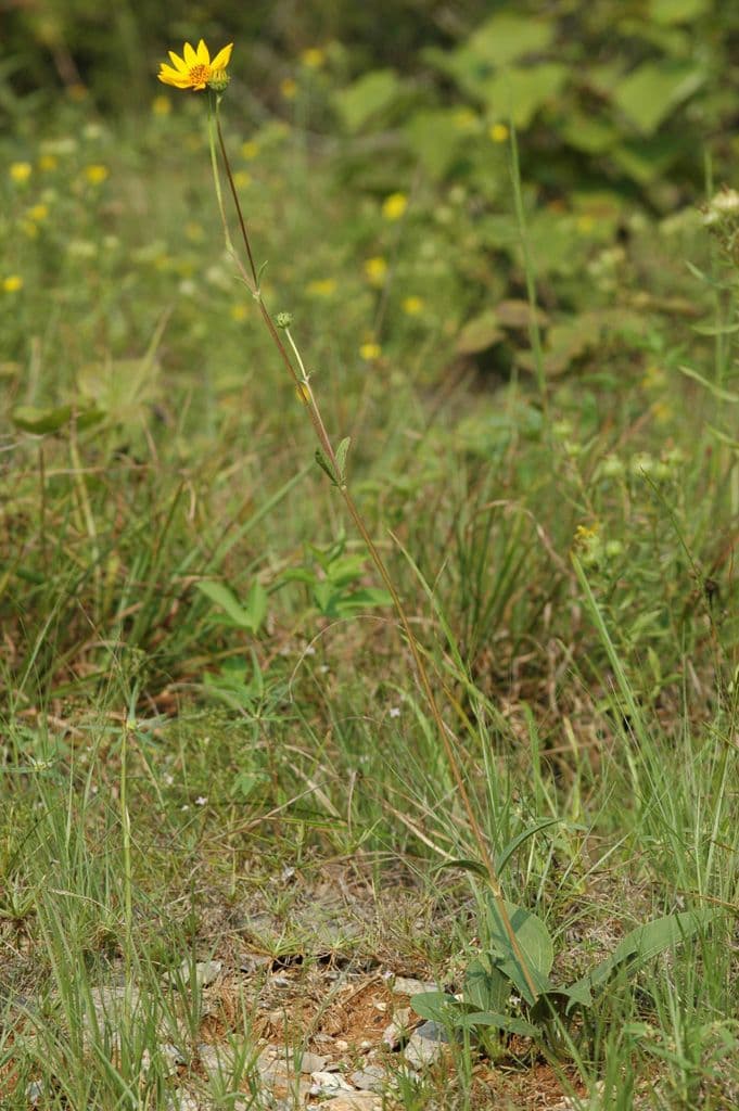 Golden yellow flowers of Helianthus occidentalis blooming