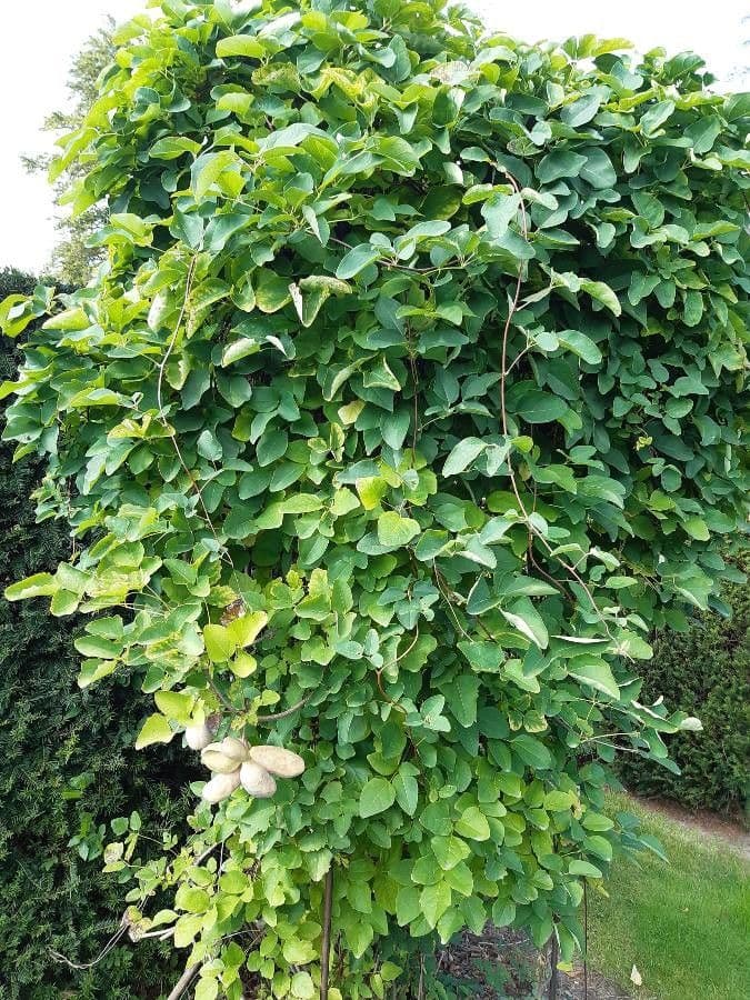 Akebia trifoliata Schokoladenwein mit dreilappigen Blattern