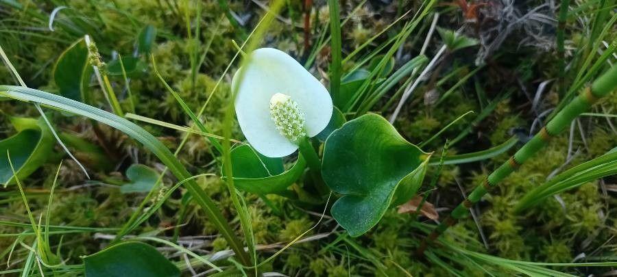 Schlangenwurz in voller Blüte am Teichufer im Sommer
