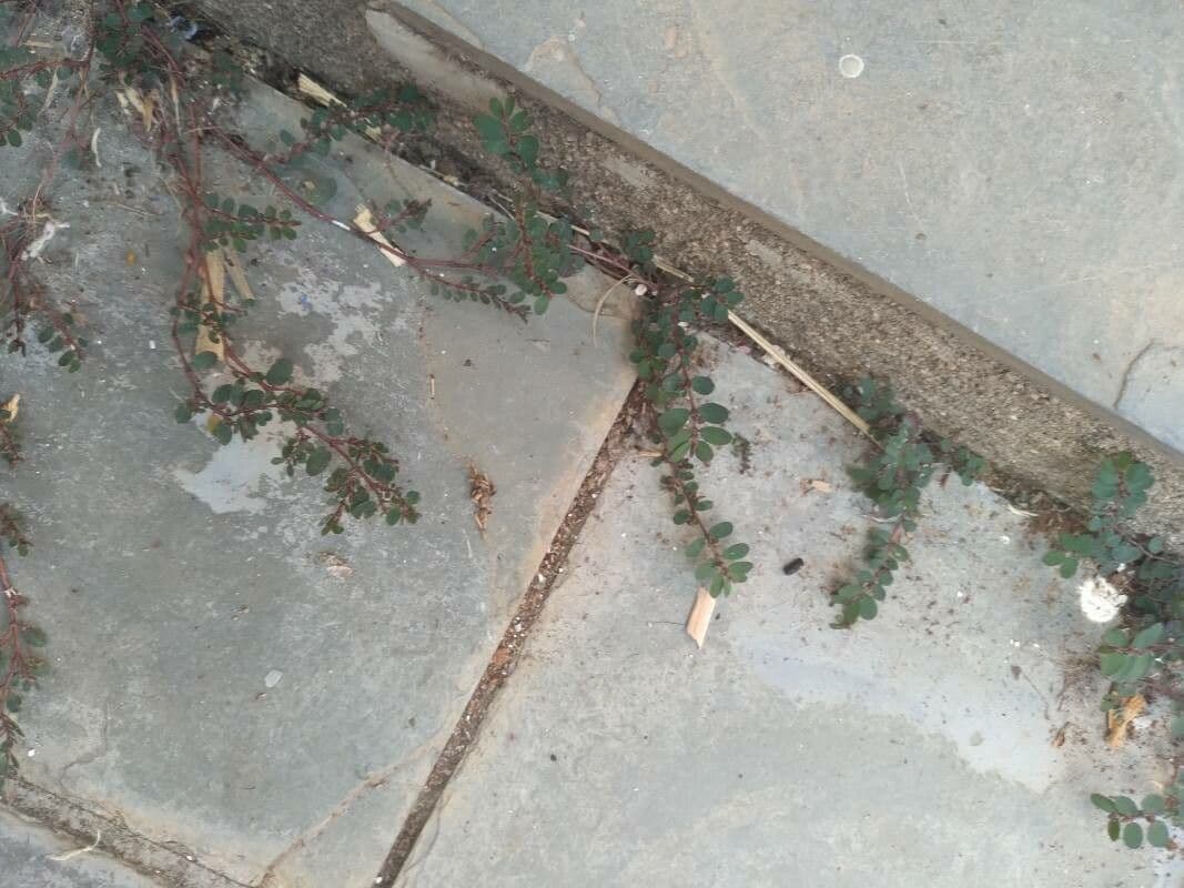 Plante d'euphorbe avec des feuilles caractéristiquement petites