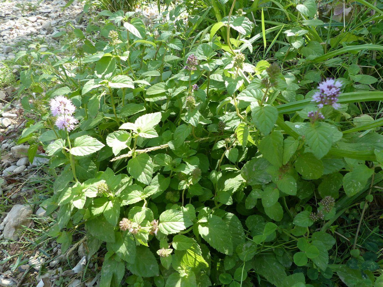 Wasser-Minze (Mentha aquatica) in voller Blüte am Rand eines Gartenteichs