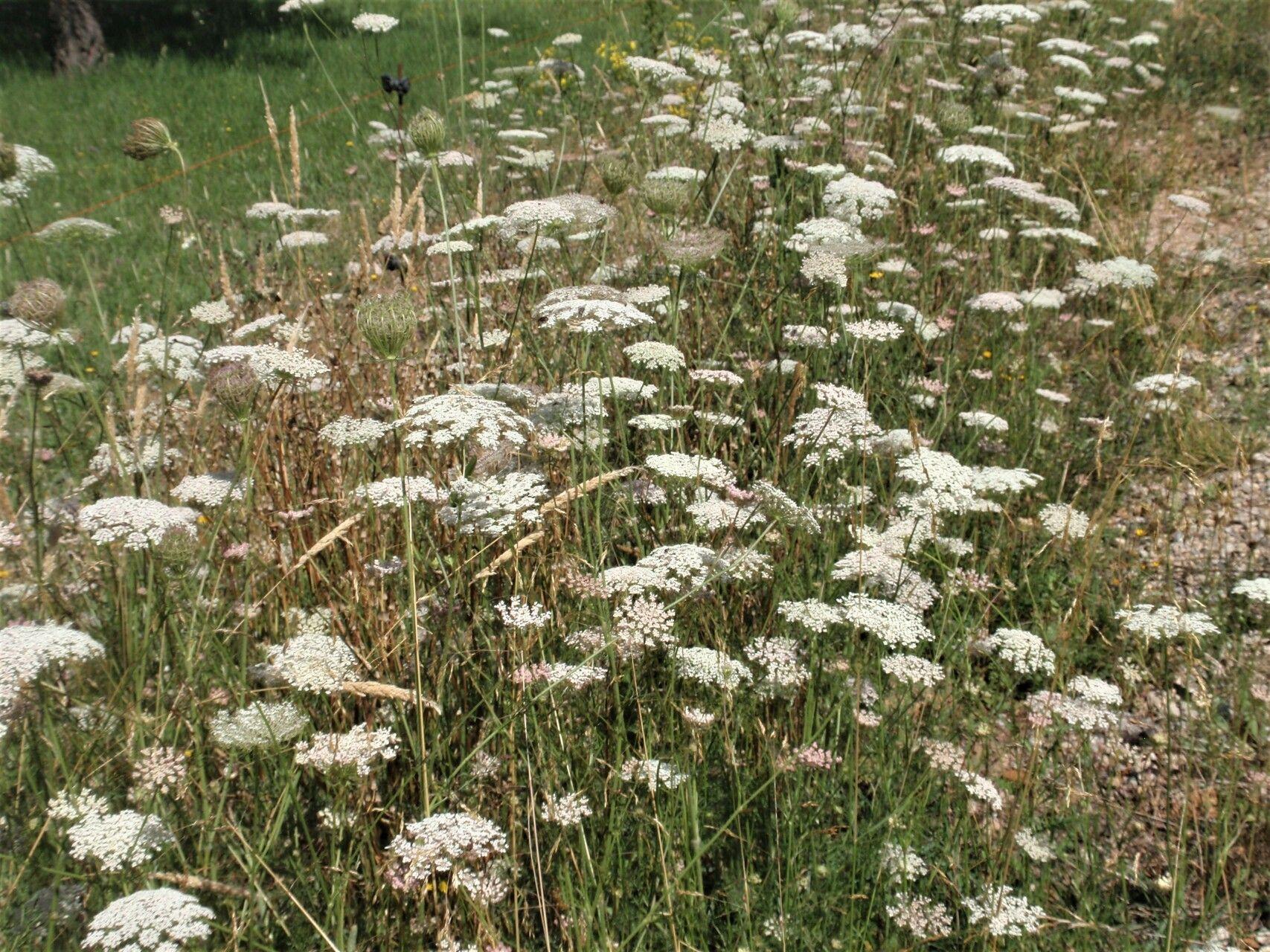 Gesunde Möhrenpflanzen in lockerem, sandigem Boden eines Gemüsebeets