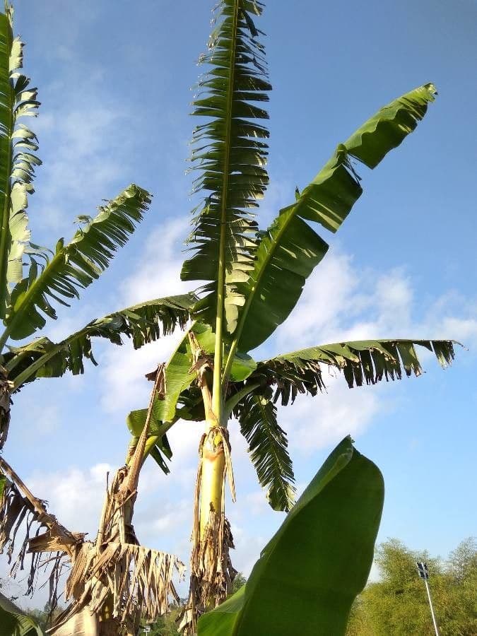 Large banana plant with broad green leaves growing outdoors in a garden setting