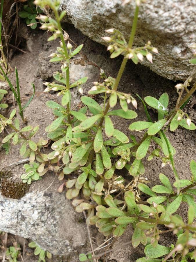 Rispen-Fetthenne in voller Blüte mit hellrosa Blütenständen auf einem sonnigen, steinigen Hang