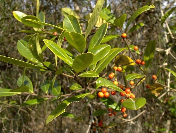 Ilex cassine avec baies rouges