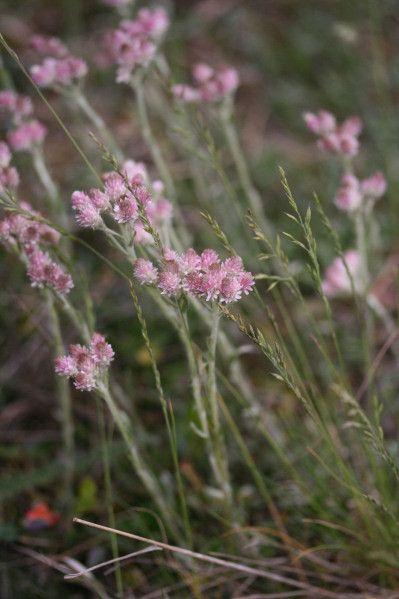 Rozenkransje in volle bloei op een zonnige droge plek tussen keien
