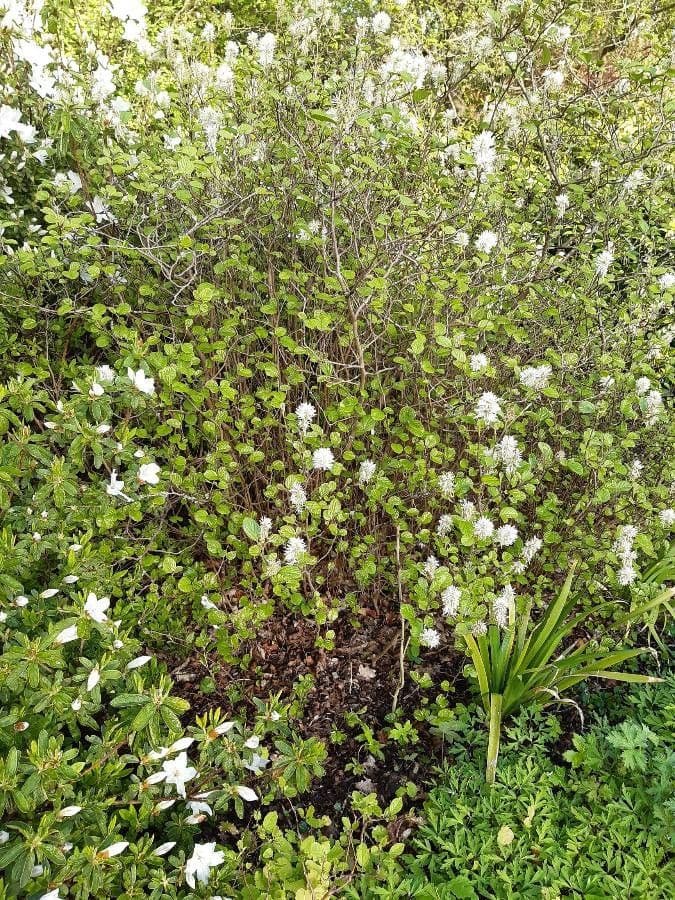 Fothergilla gardenii mit weissen Bluetenpinseln im fruehem Fruehjahr vor dem Blattaustrieb