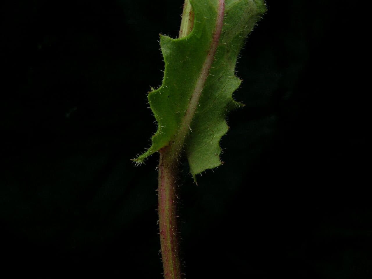 Hieracium diaphanoides mit leuchtend gelben Blüten