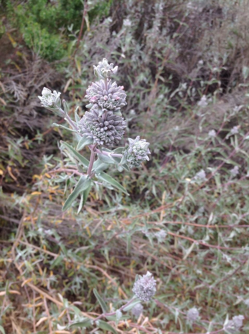 Purple sage with silvery-green foliage and delicate lavender flowers