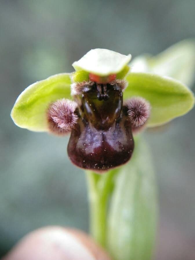 Bumblebee orchid with flowers resembling bees