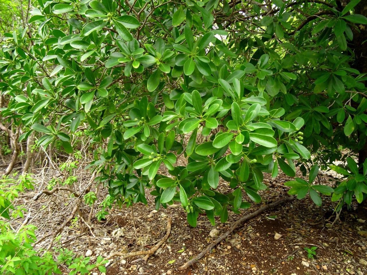 Canella winterana Baum mit charakteristischen weissen Blueten und glaenzenden gruenen Blaettern