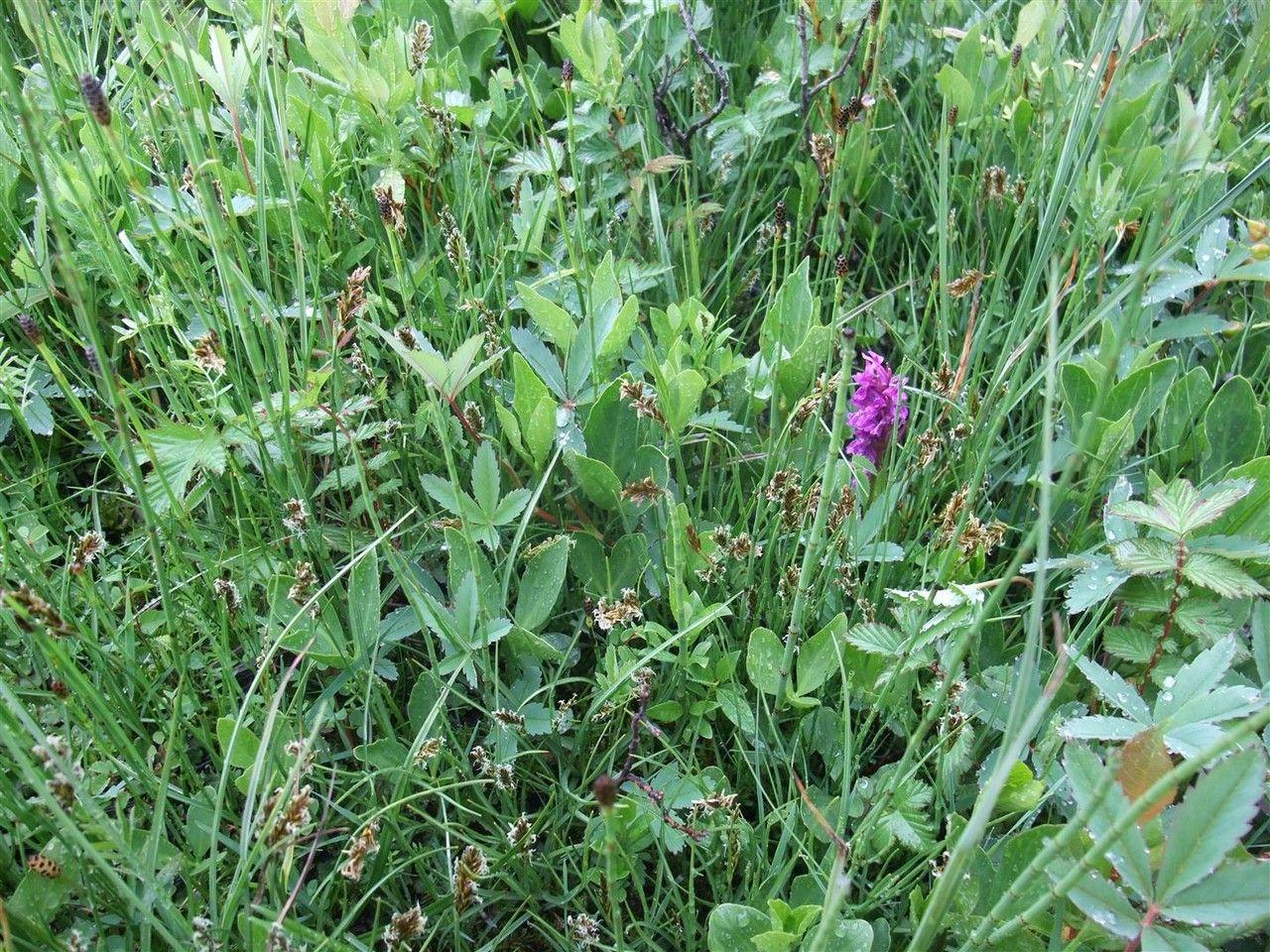 Flat sedge in full bloom along a pond edge, with light brown flower spikes in summer