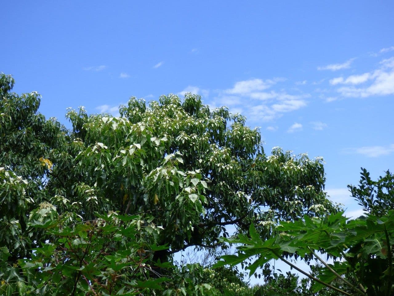 Aleurites moluccanus tree with foliage and fruits
