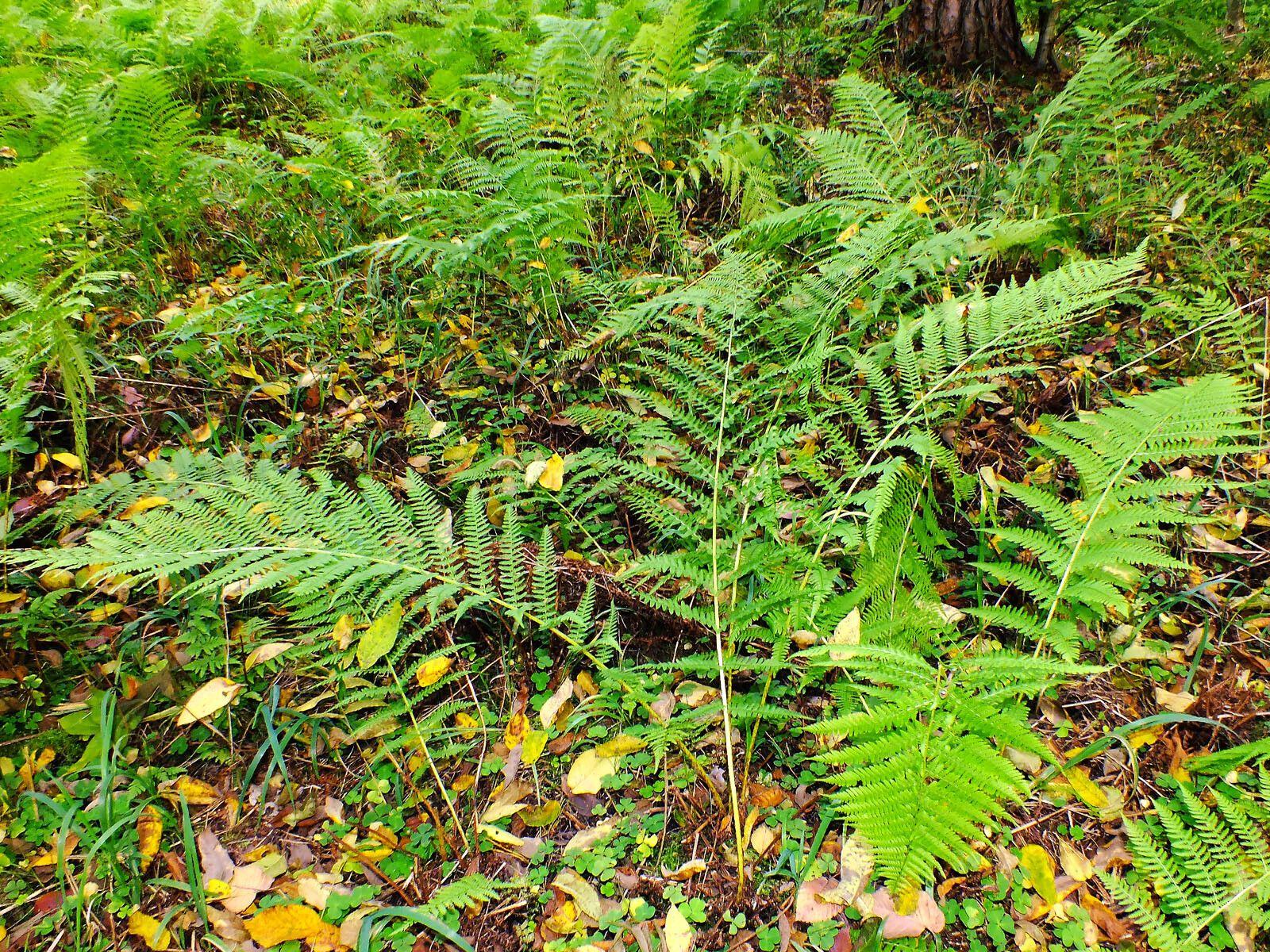 Common ladyfern (Athyrium filix-femina) thriving in a shaded woodland garden
