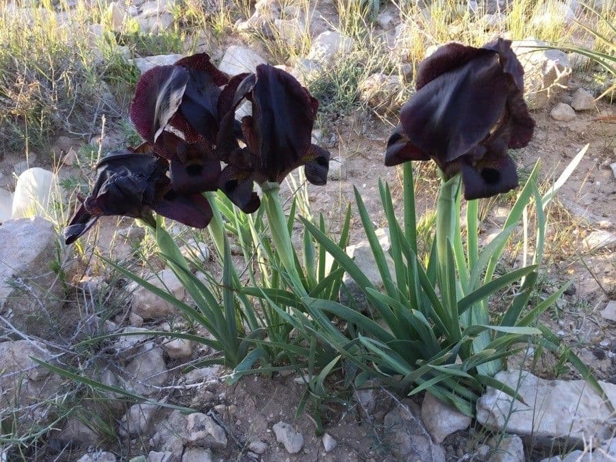 Donkere iris bloem in volle bloei