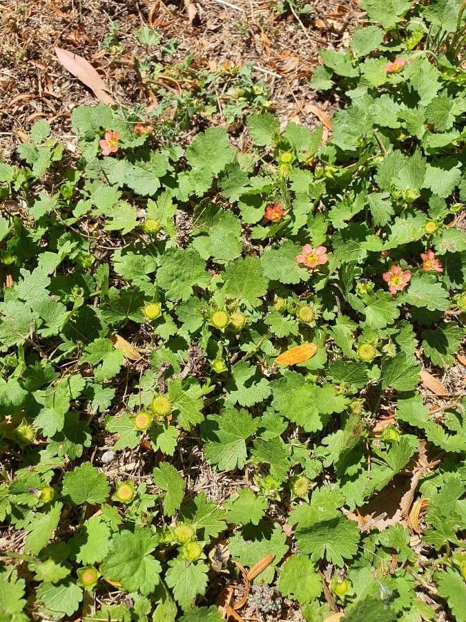 American-mallow with fine lobed leaves and small red flowers