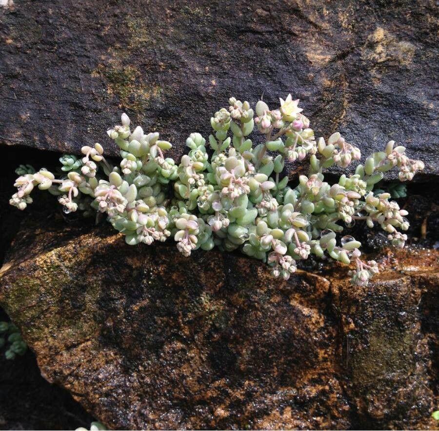 Dickblättrige Fetthenne (Sedum dasyphyllum) in voller Blüte auf einer sonnigen Trockenmauer