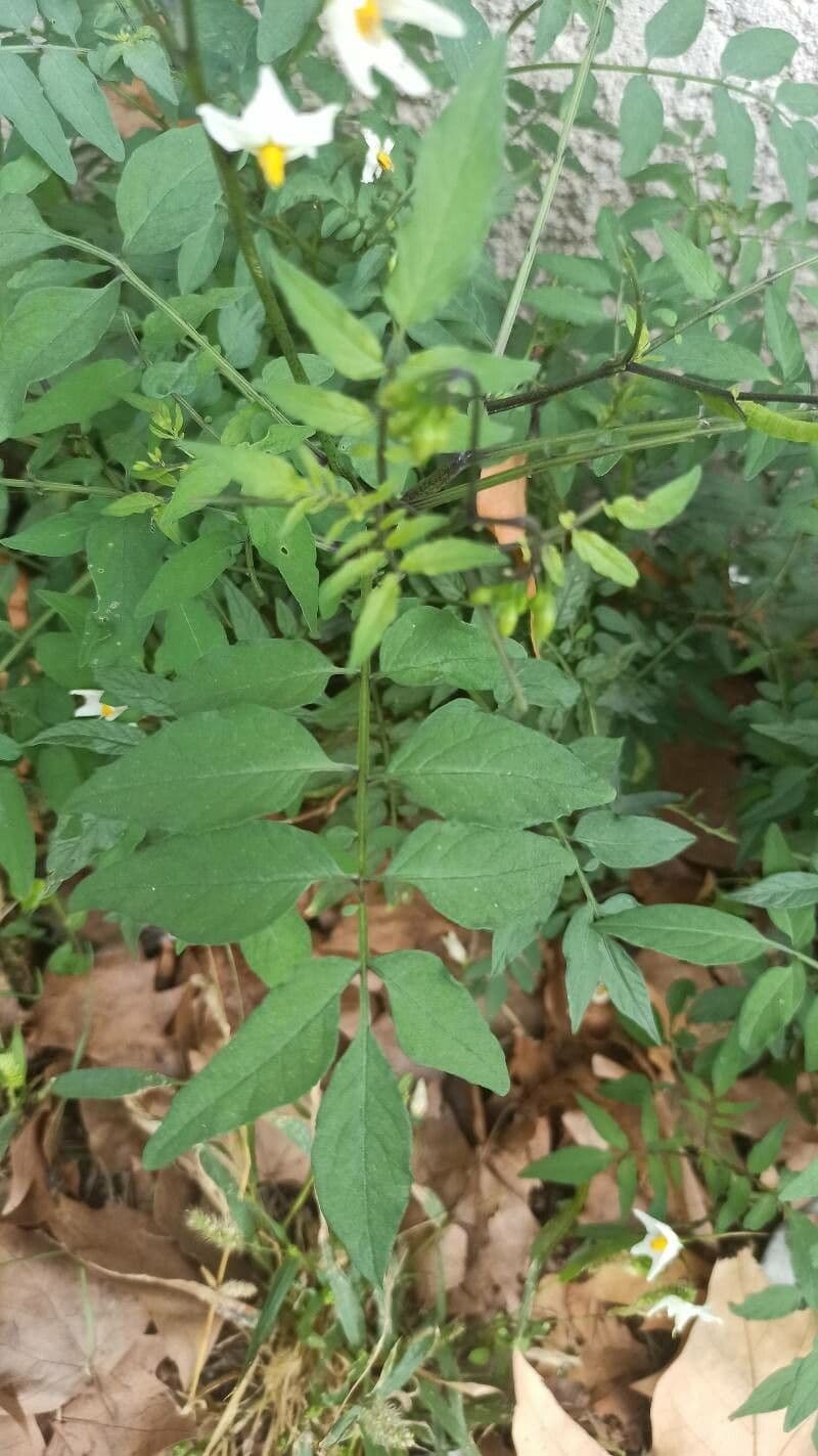 Fleurs et feuillage de Solanum chacoense en habitat naturel