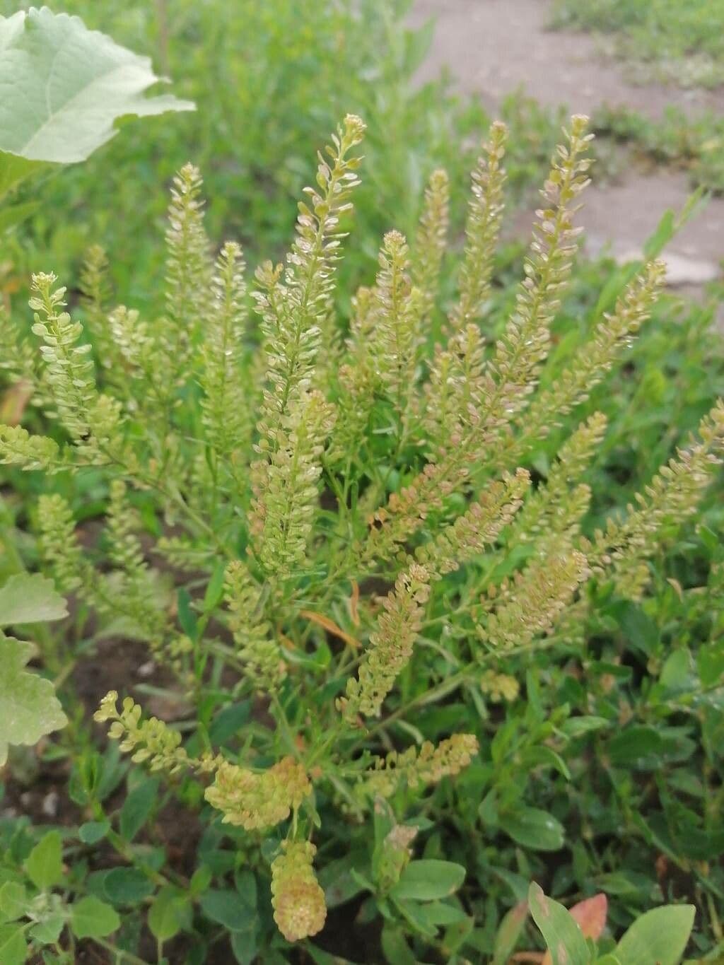 Virginia cress on rocky ground