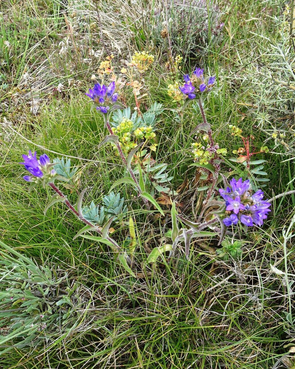 Knäuel-Glockenblume in voller Blüte mit dichten Büscheln blauer glockenförmiger Blüten in einer sonnigen Beetanlage