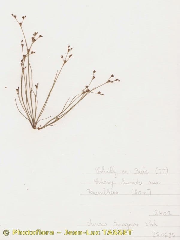 Juncus tenageia image