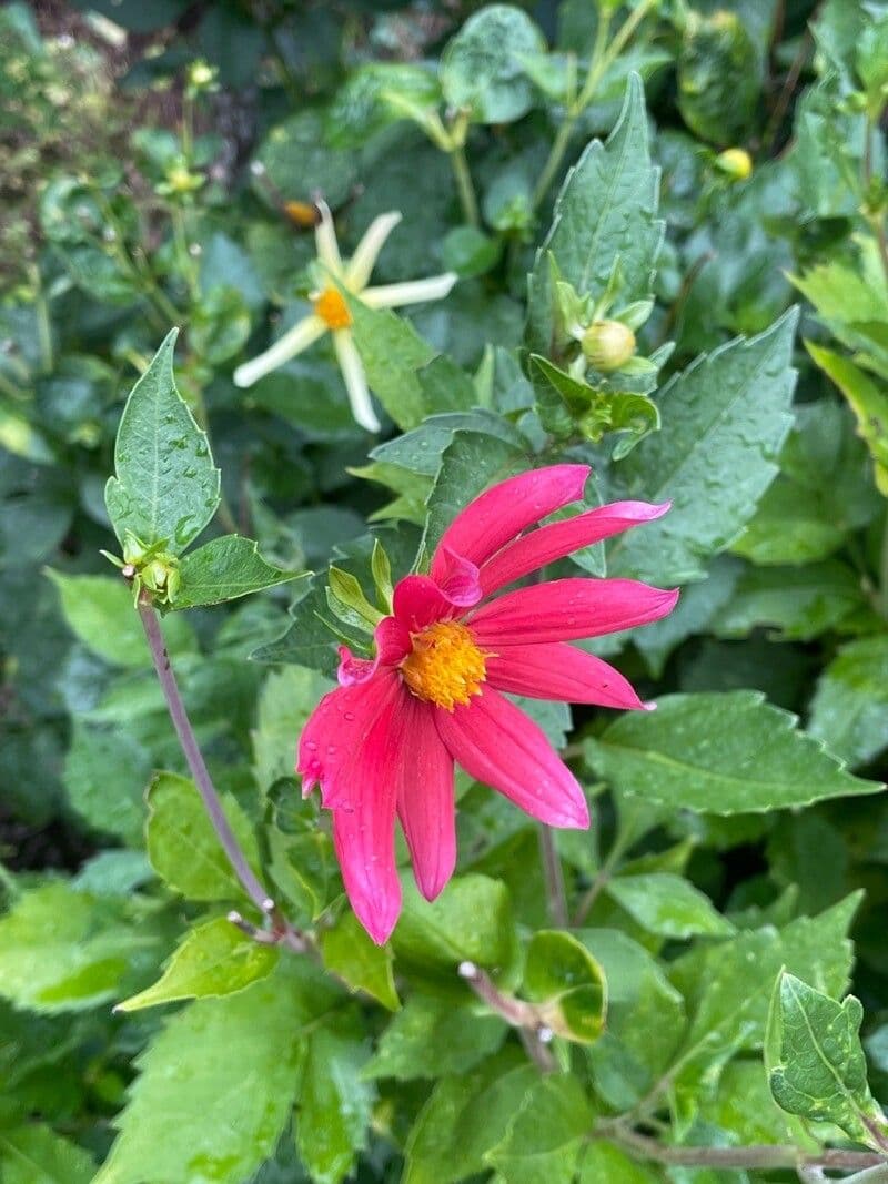 Scharlach-Dahlie