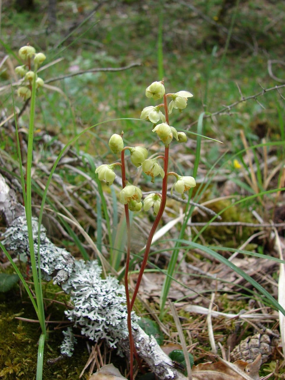 Pyrola media intermediate wintergreen flower
