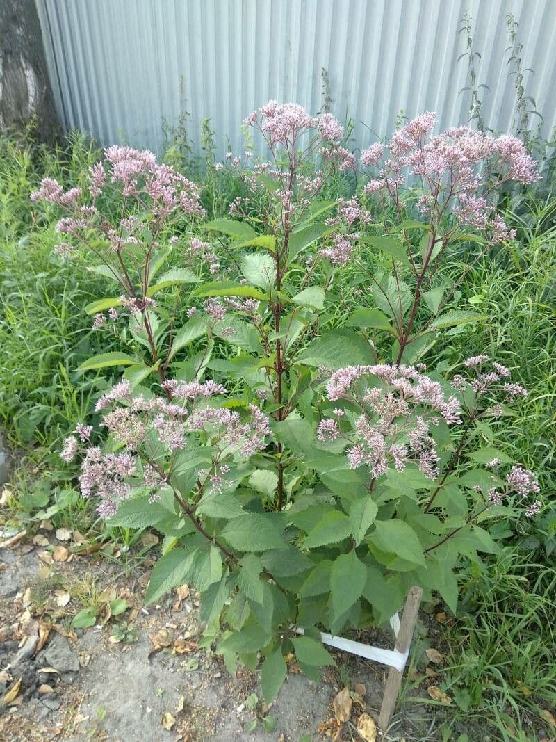 Eutrochium maculatum with rose-purple flower clusters in the autumn border