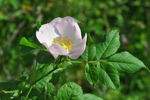 Bluten und Zweige von Rubus foersteri