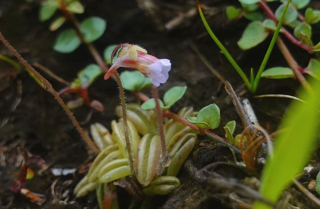 Pale butterwort with sticky leaves and flower