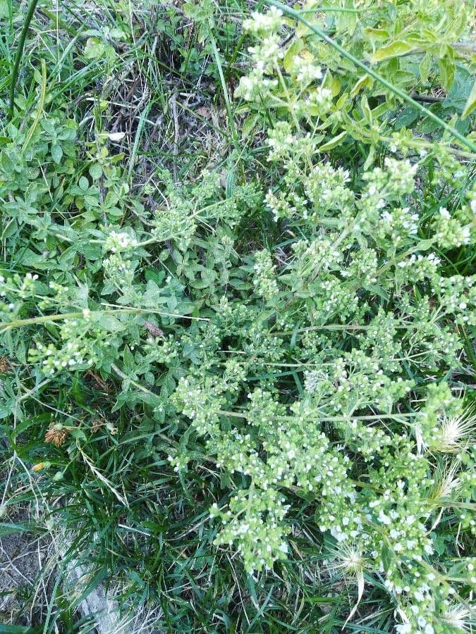 Origan turc avec fleurs pourpres et feuilles vertes