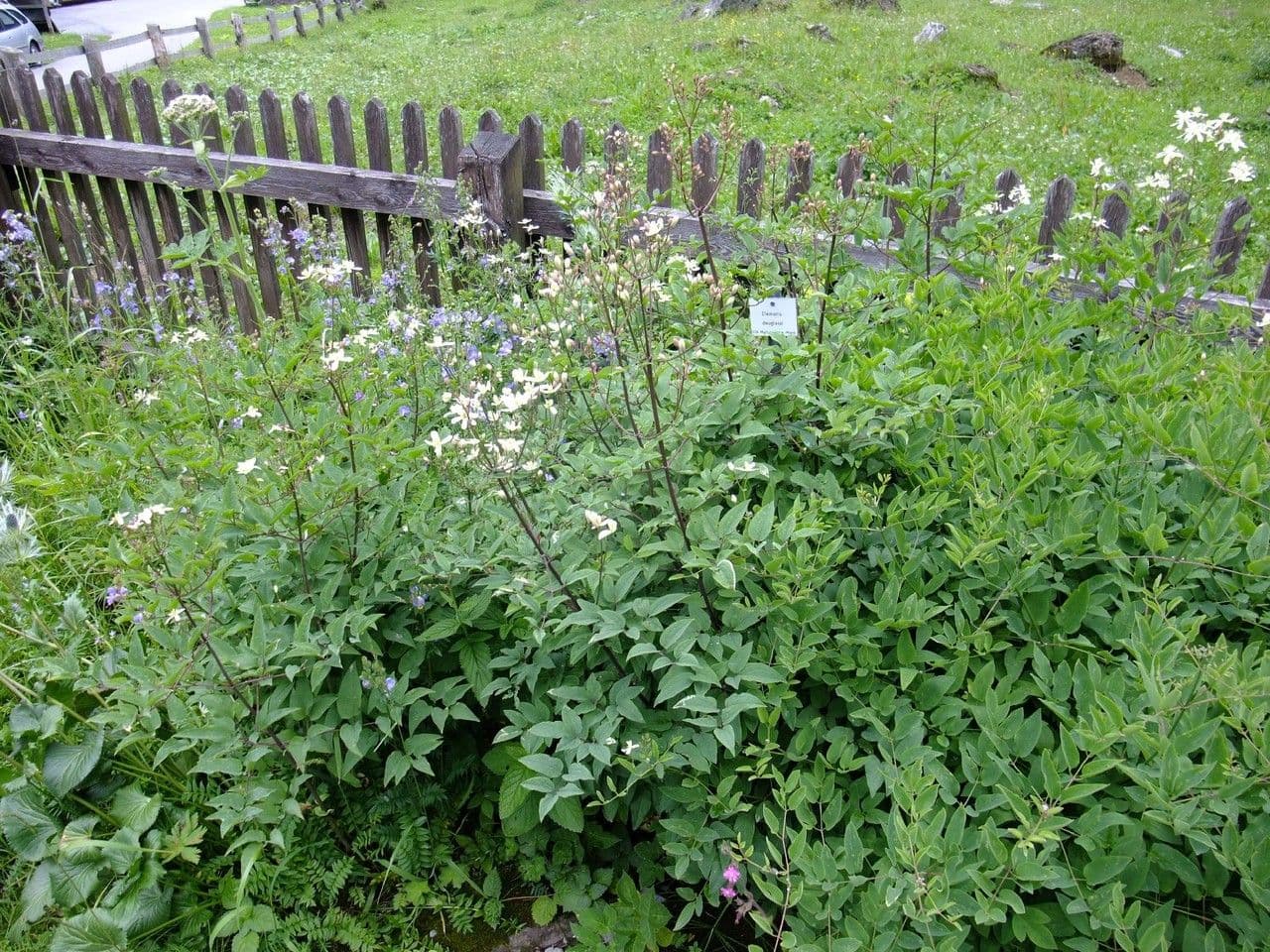 Clematis hirsutissima avec fleurs violettes caracteristiques