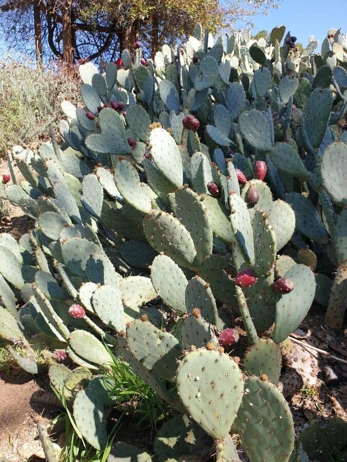 Cowtongue cactus with yellow flower in bright sunlight
