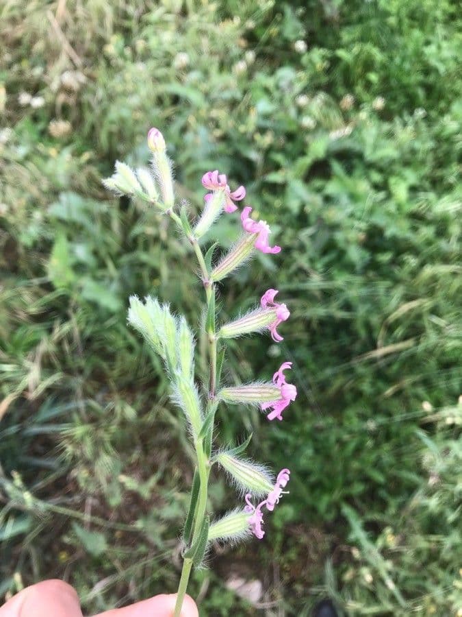 Silene bellidifolia daisy-leaved catchfly with pink flowers on rocks
