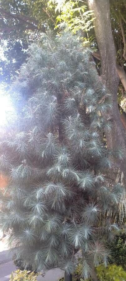 Pinus maximartinezii branches with needles