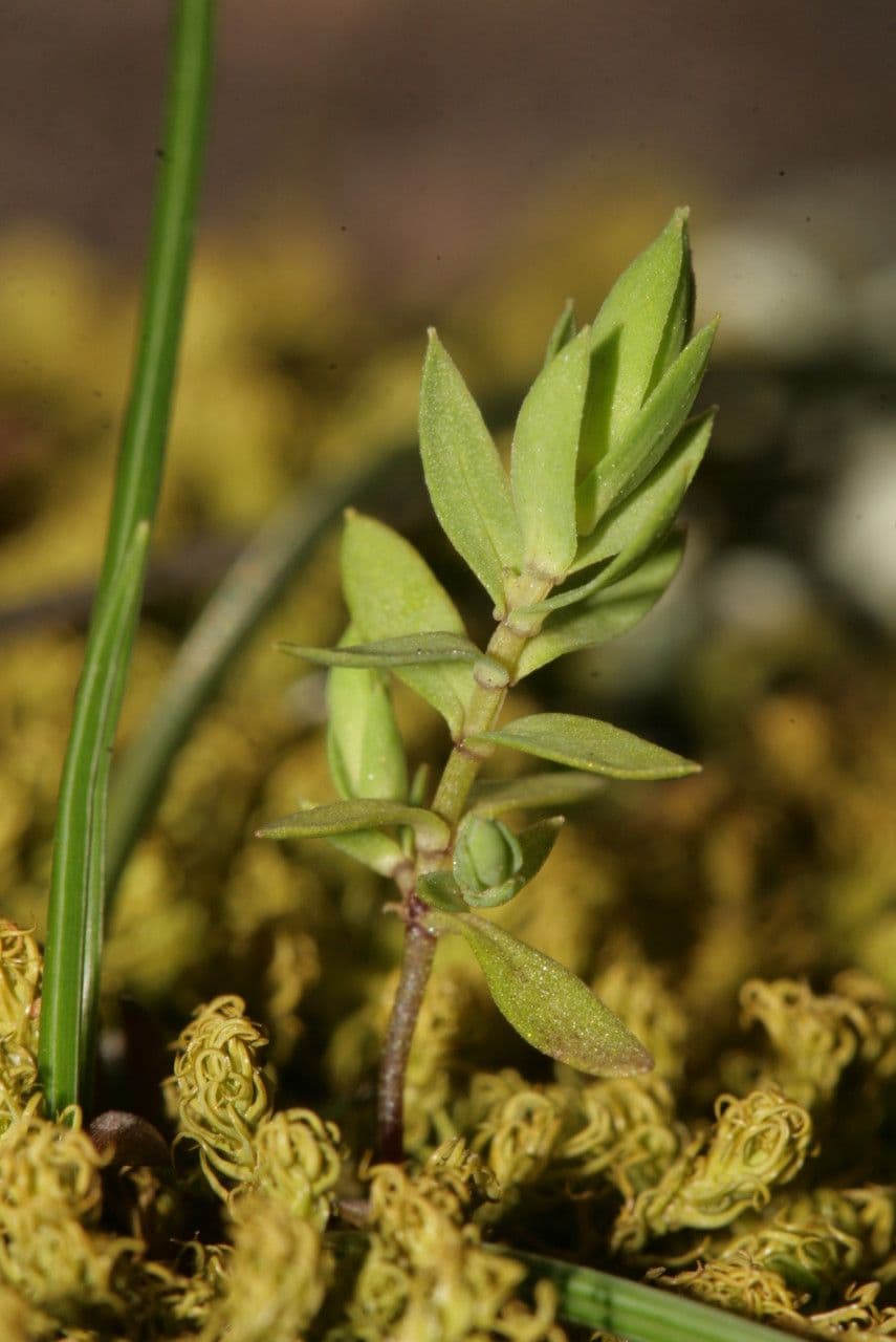 Astéroline avec fleurs blanches en étoile et feuilles étroites