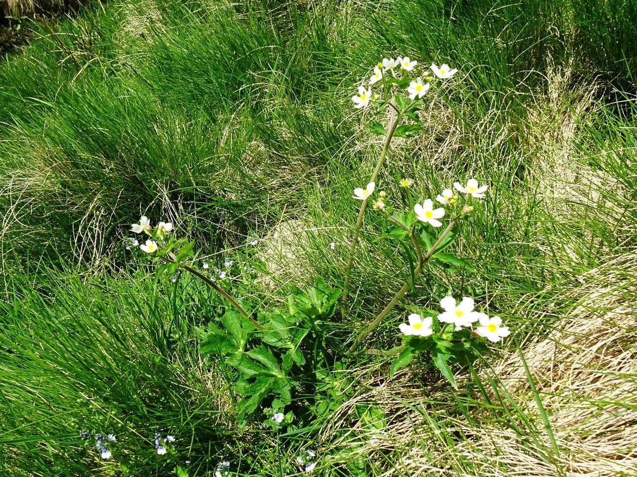 Ranunculus aconitifolius mit charakteristischen weißen Bluten und tief gelappten Blattern