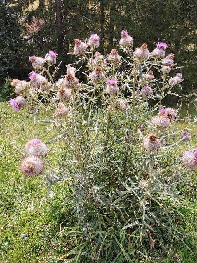 Wollige Distel in voller Blüte auf einer sonnigen Wiese, mit weißfilzigen Stängeln und purpurnen Blütenköpfen
