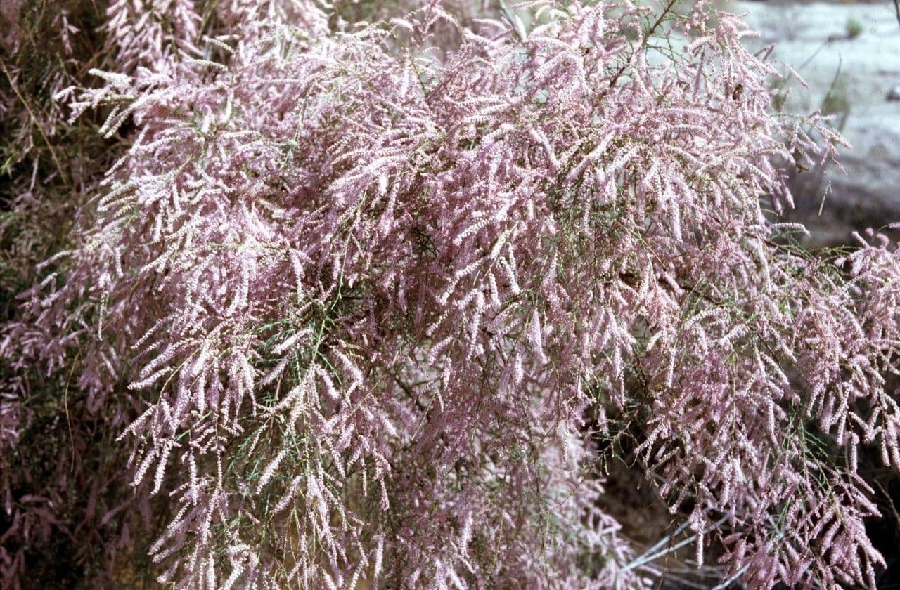 Tamarix chinensis mit rosa Bluten