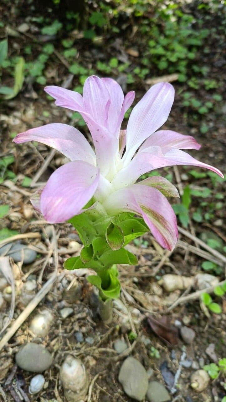 Curcuma amada met gele bloemen en groene bladeren