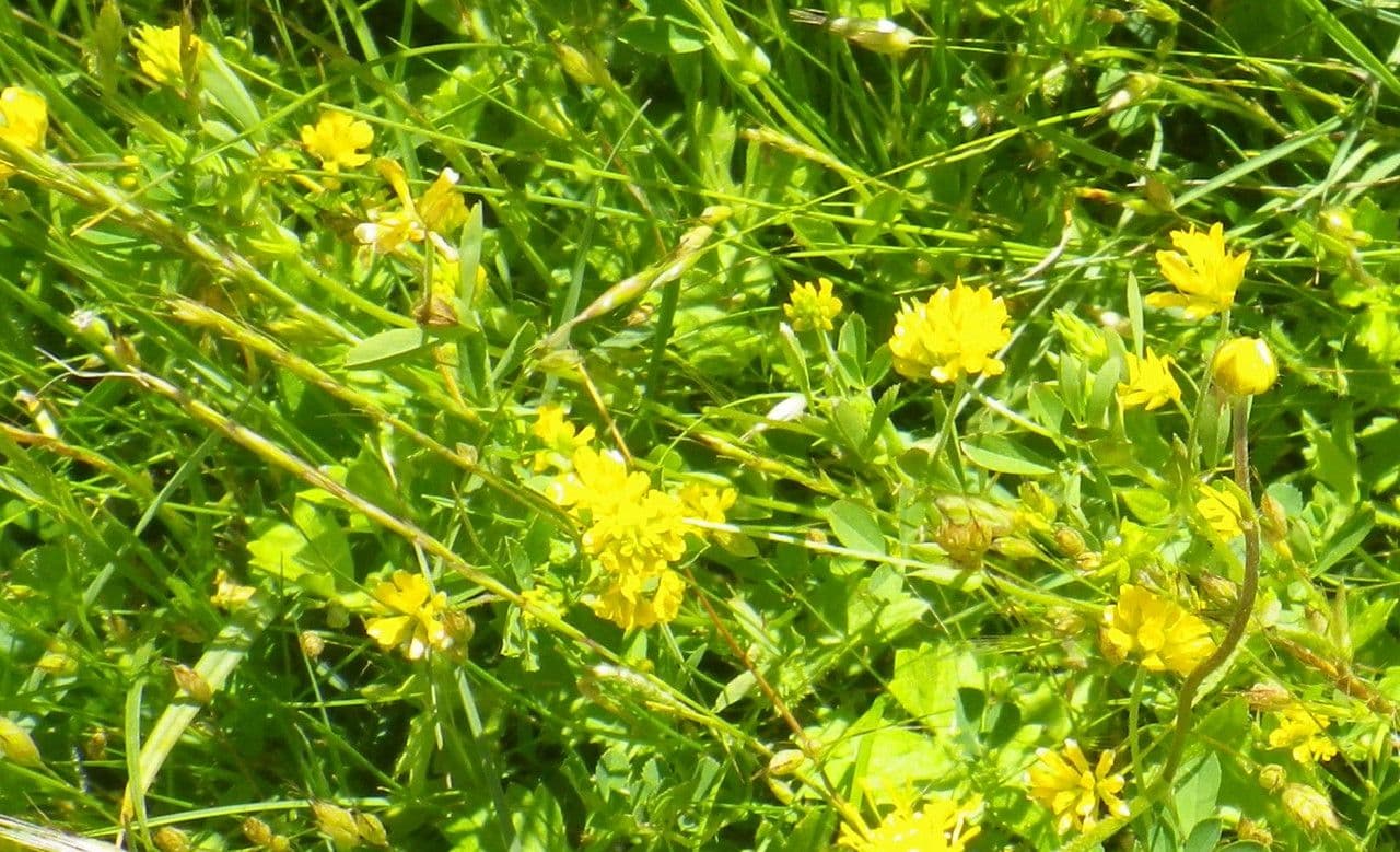 Fleurs du trèfle étalé en détails