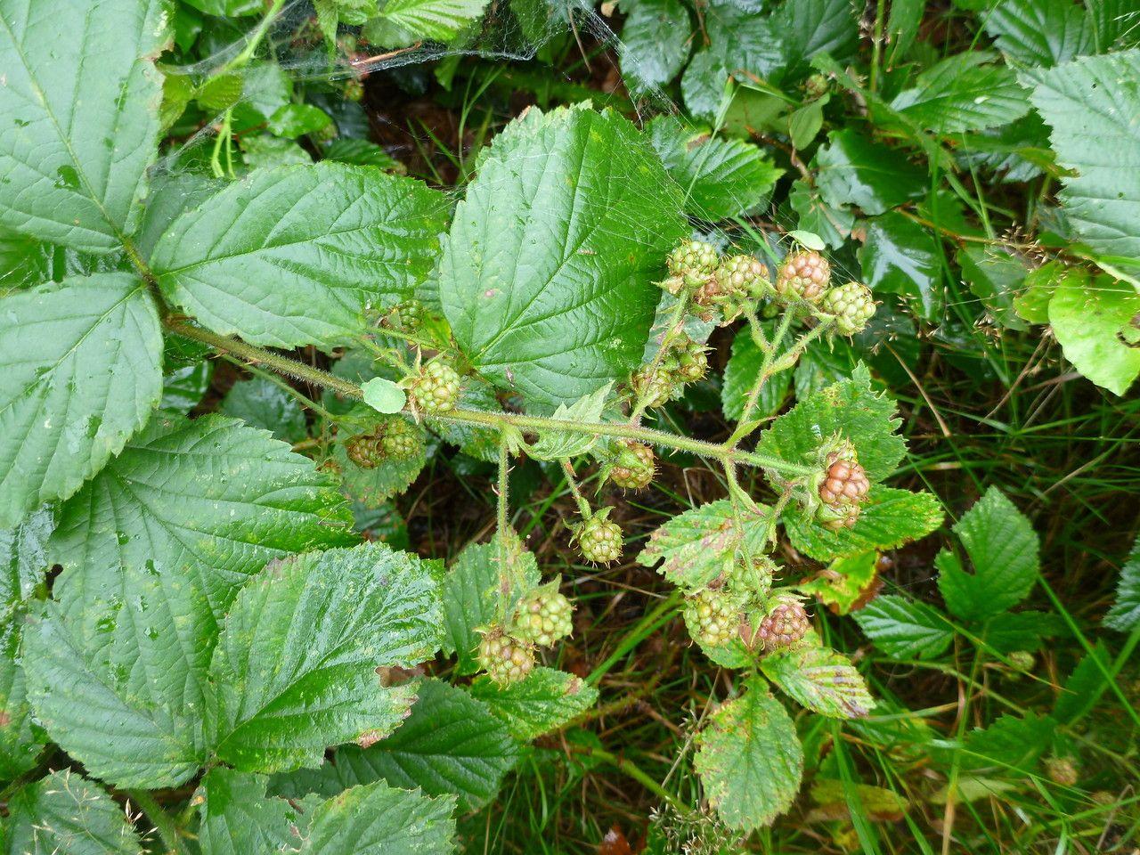 Sprengel's bramble in a woodland setting with purple flowers