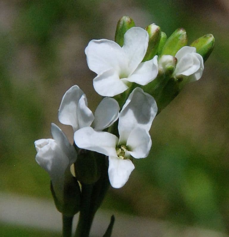 Boechera stricta en fleurs sur un sol rocailleux