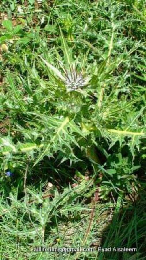 Gundelia tournefortii Blüte mit purpur-gefärbten Scheibenblüten in dichten Trauben